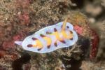 Nudibranch, Hypselodoris vibrata 02 0705