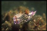 Nudibranch, Hypselodoris zephyra 01 pairing