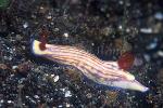 Nudibranch, Hypselodoris zephyra 02