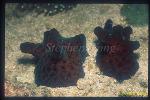 Nudibranch, Lamellarids, Chelyonotus semperi 01