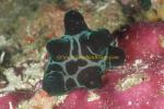 Nudibranch, Lamellarids, Chelyonotus semperi 03 0705