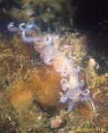 Nudibranch, Made-up Phyllodesmium, serratum 01