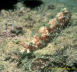 Nudibranch, Marionia 02 unidentified 50mm 0705