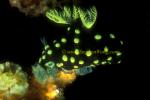 Nudibranch, Nembrotha cristata 01 0705