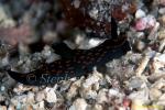 Nudibranch, Nembrotha kubaryana 01 080203