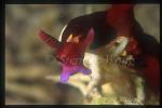 Nudibranch, Nembrotha rutilans 01, Red Gilled