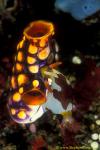 Nudibranch, Nembrotha rutilans 03 feeding on tunicate 090106