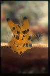 Nudibranch, Picachu 01 on sponge