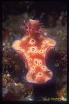 Nudibranch, Purple-edged Ceratosoma, tenue 01