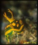 Nudibranch, Sagami Bay Tambja 01, sadamiana