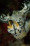 Nudibranch, Serena's Notodoris 02 080203