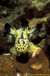 Nudibranch, Serena's Notodoris 03 090106