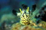 Nudibranch, Serena's Notodoris 04 090106