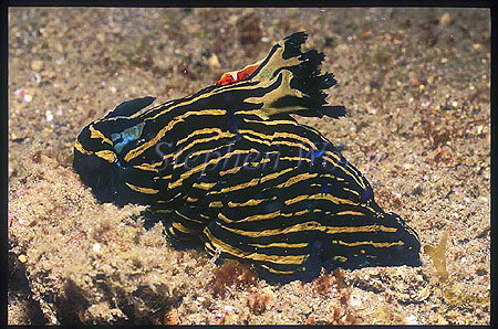 Nudibranch, Tambja affinis 01 & Emperor Shrimp (on gill dorsal)