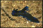 Nudibranch, Tambja morosa 01