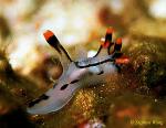 Nudibranch, Thecacera picta 01 negative 1991 Flores