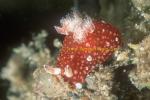 Nudibranch, Unidentified Goniodoris 01 8mm 0705