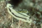 Nudibranch, Unidentified Opisthobranch 01 30mm 0705