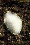 Nudibranch, Yellow Margin Dorid 01, Van Is 110903