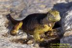 Land Iguana 01 110104