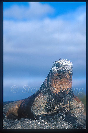 Marine Iguana 01