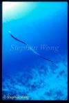 Sea Snake, Banded 02, Laticauda colubrina