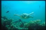 Turtle, Green Turtle 01