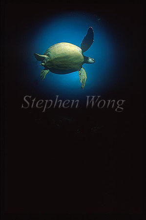 Turtle, Green Turtle 02