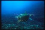 Turtle, Green Turtle 04