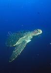 Turtle, Green Turtle 07