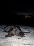 Turtle, Green Turtle 09, propeller hit, dead, 051304