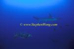 Turtle, Green Turtle & Scalloped Hammerhead Shark 01 060608