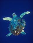 Turtle, Loggerhead Turtle 08, & Pilot Fish