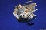 Turtle, Loggerhead Turtle 09, & Pilot Fish 020804