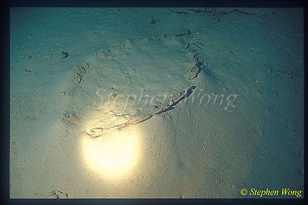 Turtle, Turtle Shell in cave 01