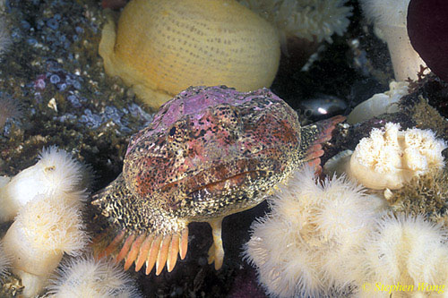 Buffalo Sculpin 01 Van Is 111503