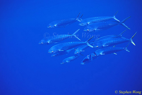 Dolphinfish or Mahi Mahi 03 juveniles, Azores 110803