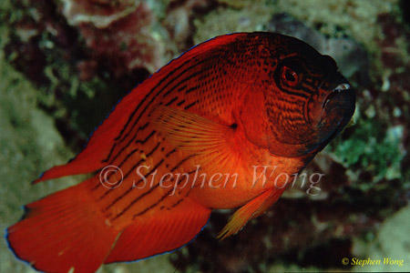 Dottyback, Firetail Dottyback 02 Labracinus cyclophthalmus 080103