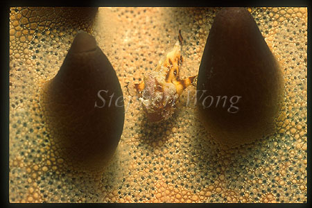 Frogfish, unidentified 01 1.5cm baby on Horned Star