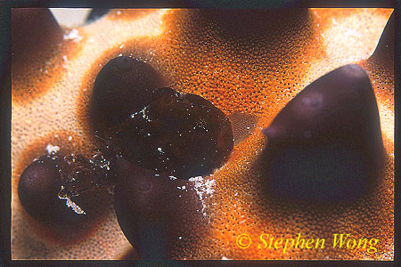 Frogfish, unidentified 02 1.5cm baby on Horned Star
