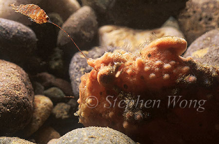 Frogfish, Warty 01 fishing