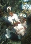 Frogfish, Warty 03 fishing
