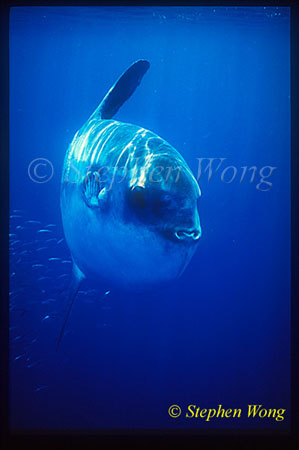 Mola Mola 101
