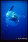 Mola Mola 101