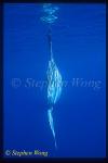 Mola Mola 102 backview