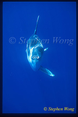 Mola Mola 104