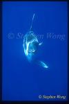 Mola Mola 104