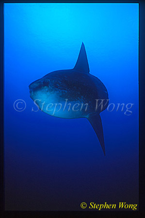 Mola Mola 105