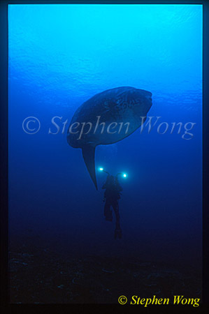 Mola Mola 106 & Tommy, my web designer