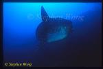 Mola Mola 108 being cleaned by Bannerfish